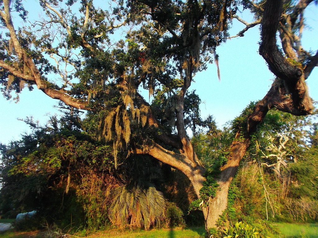 A grand live oak on Georgia land