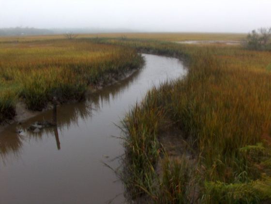 A tidal creek winds through the marsh